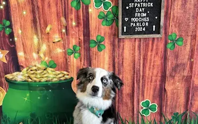 Pooches Parlor in Lumberton Township, NJ