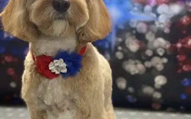 Glow Up Mobile Pet Styling in Nazareth, PA