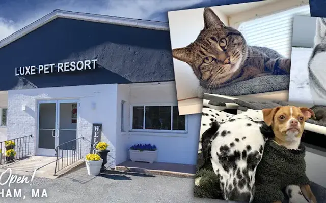 Luxe Pet Resort in Wrentham, MA