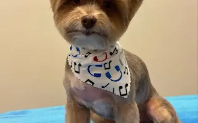 The Paw Salon in Owatonna, MN