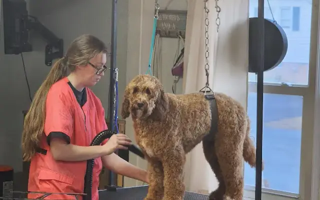 Doggie Barber Shop in Landrum, SC