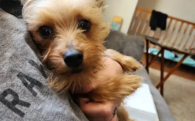 Pampered Paws Pet Spa in St Robert, MO