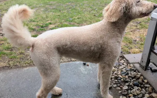 Nena's Pet Styling in Ann Arbor, MI