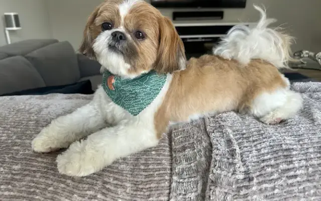 Love Fur Paws Dog Grooming in Lake Worth Beach, FL
