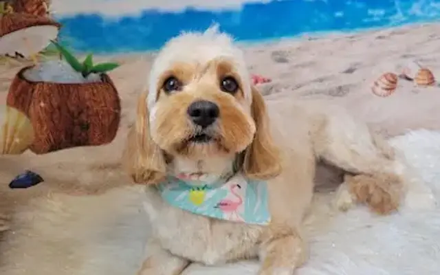 Happy Days Dog Grooming in Somerset, MA