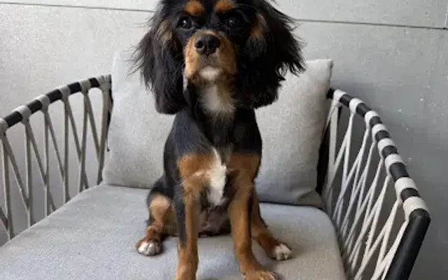 PetSmart Grooming in Rockwall, TX
