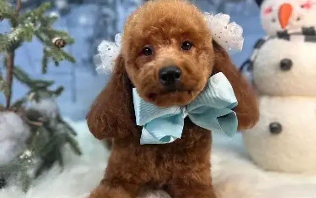 Furever Bonita Pet stylist in Winchester, KY