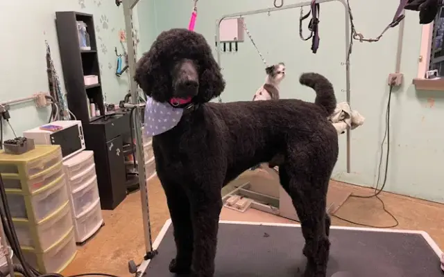 Tracey’sGroomingStudio in Auburn, IN