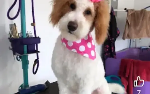 Marshall Dog Grooming in Big Spring, TX