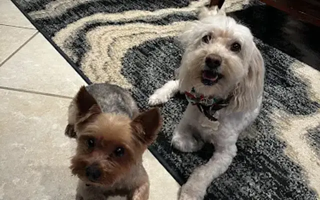 Cutie Pie's Grooming Salon in Redlands, CA