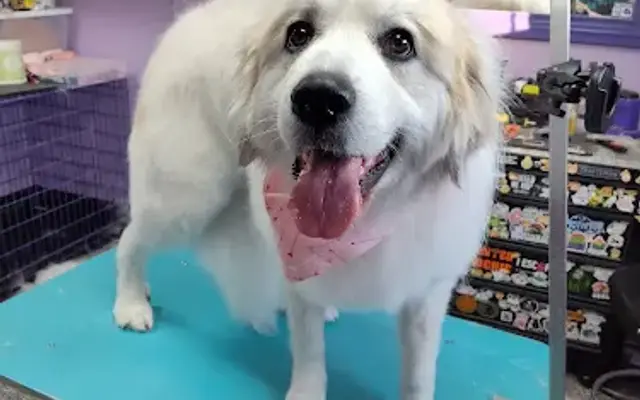 Mosaic Canines Dog Grooming LLC in Volant, PA