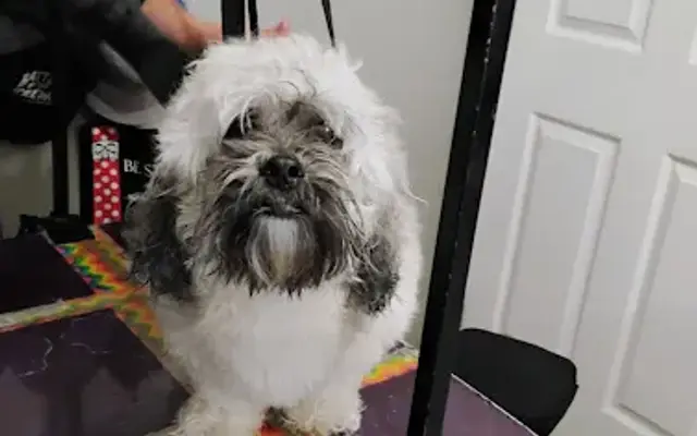 Jonesin For A Groom, LLC in Denver, CO