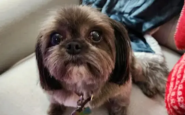 Fur Street Grooming in Tumwater, WA