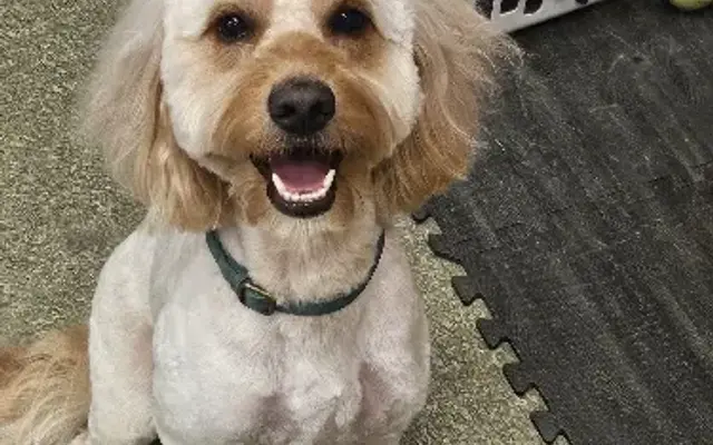 FurryTails Grooming in Cortland, NY