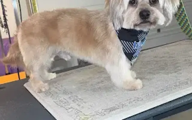 FUR BABIES PET GROOMING BY JUJU in Menifee, CA