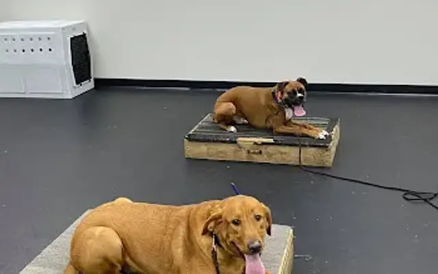 Cosmic Canine in Plano, TX