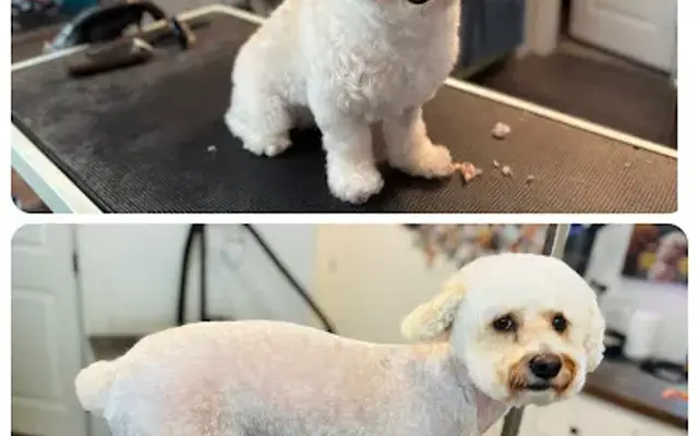 Guapo's Pet Styling in Celina, TX