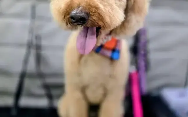 Mudds & Sudds Grooming in Kimberling City, MO