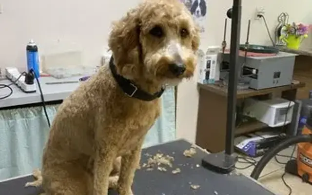 Sue's Pet Grooming & Boarding in Picayune, MS