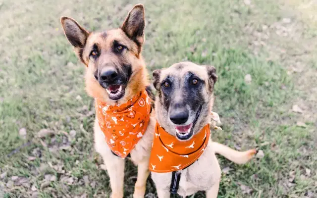 The Good Shepherd Dog Boarding and Daycare in Midland, TX