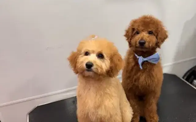 Paw & Order Mobile Grooming LLC in Gilford, NH