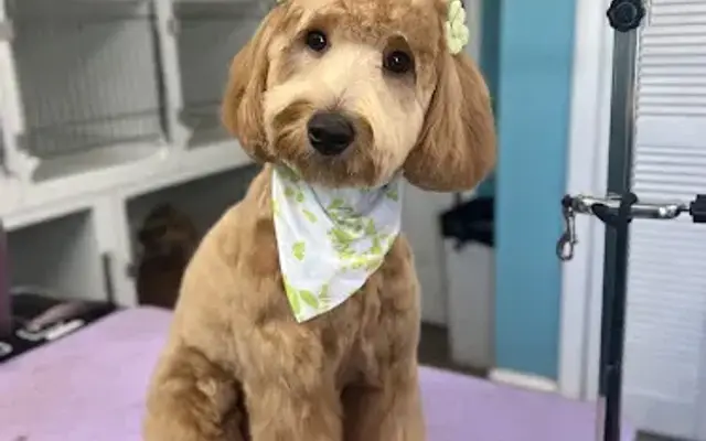 Doodles & Dane - Dog Grooming in Springfield, MA
