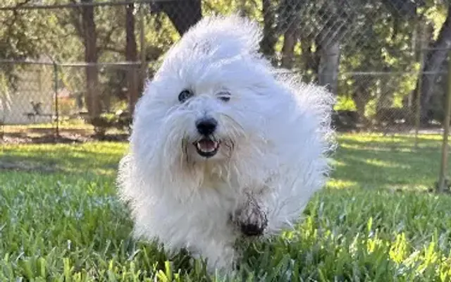 Parkway Pet Resort in Lakeland, FL