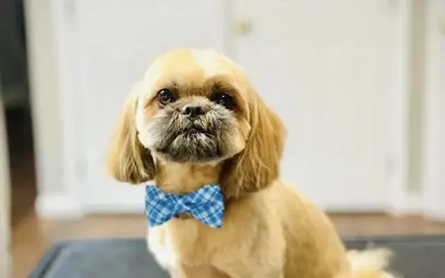 Julie’s Dog Grooming in South Riding, VA