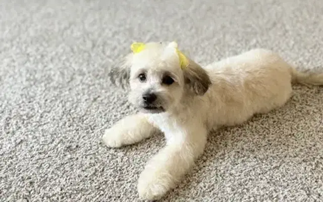 Precious Love Grooming in Carrollton, TX