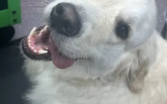 Southern Bell's Mobile Grooming in Lula, GA
