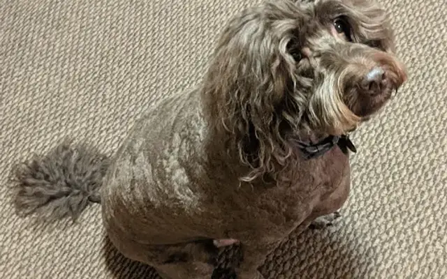 Big Paws Little Paws Day Spa & Boutique in Mt Vernon, IL