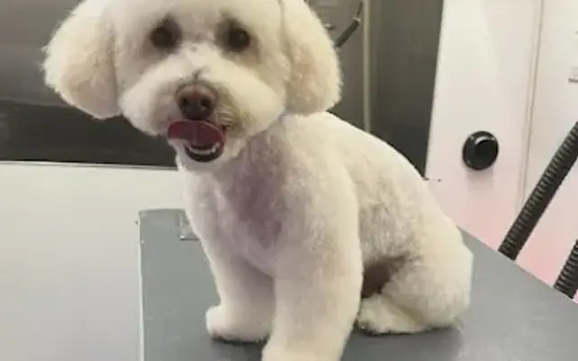 Tanya’s Mobile Grooming Houston in Houston, TX