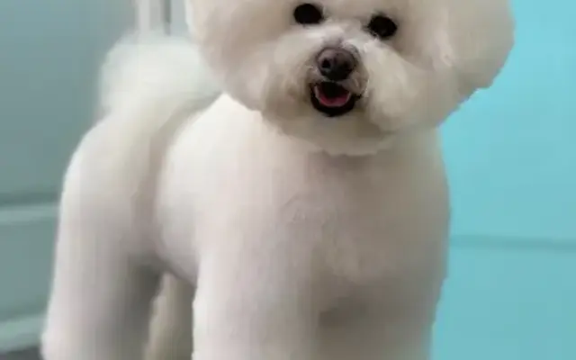 Pooch N Pups Grooming in Katy, TX