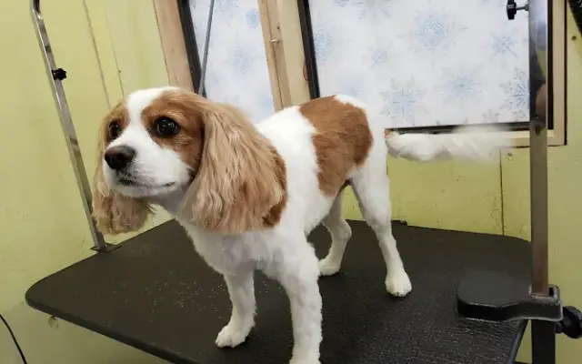 Caring Hands Pet Grooming by Louella Davis in Sanborn, MN