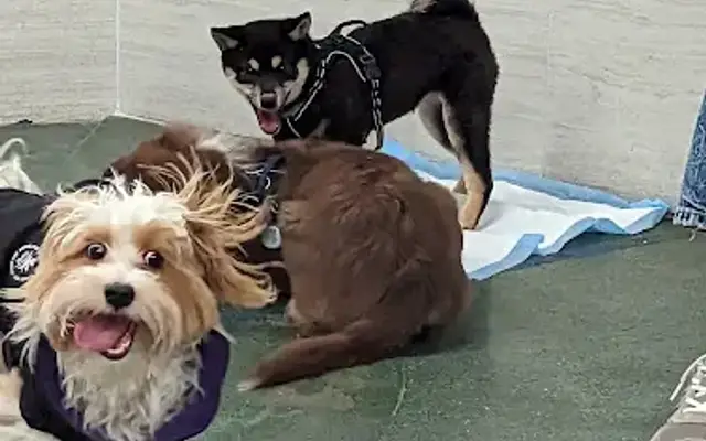 PetSmart Dog Training in Manhattan, NY