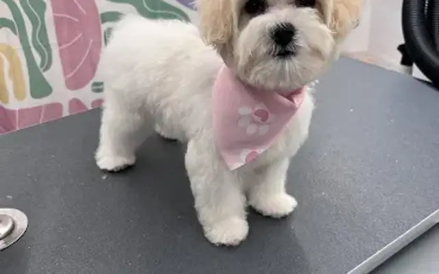 Fur The Love Mobile Grooming in Shady Shores, TX
