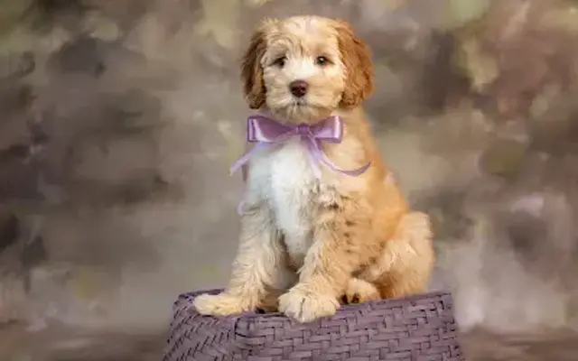 Adams Farm Labradoodles LLC | Australian Labradoodles in Greensboro, NC