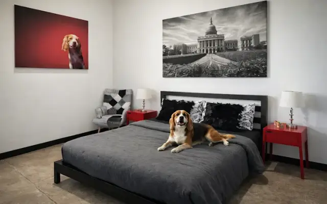 D Pet Hotels Austin in Austin, TX