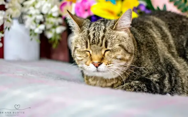 Golden Paw Spa & Hardscrabble Homestead in Litchfield, ME