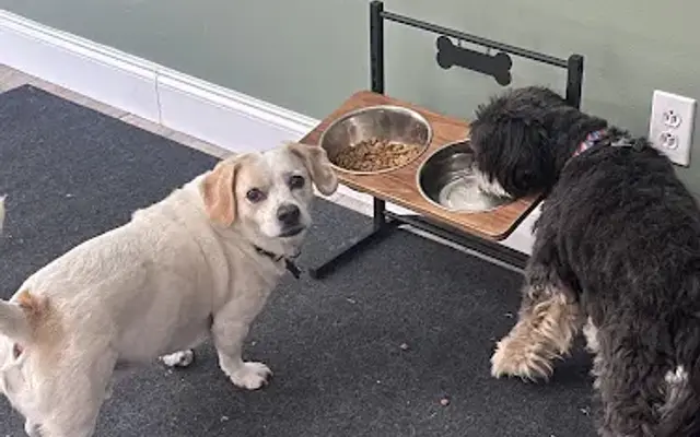 Furry Footprints Pet Care Services in Gary, IN