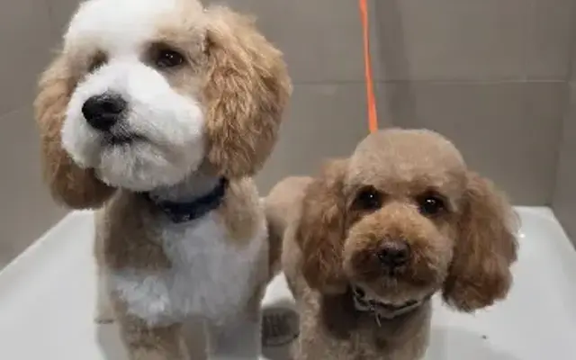 Elite Dog Grooming in Chubbuck, ID
