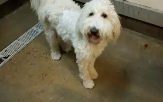 Luna's Love Pet Services in Tulsa, OK