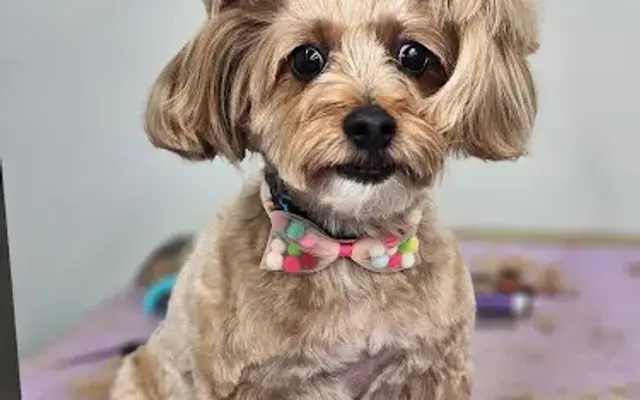 Bark N Roll Dog Grooming in Sayville, NY