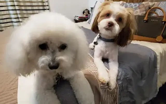Mobile Doggie Den Grooming in Albuquerque, NM