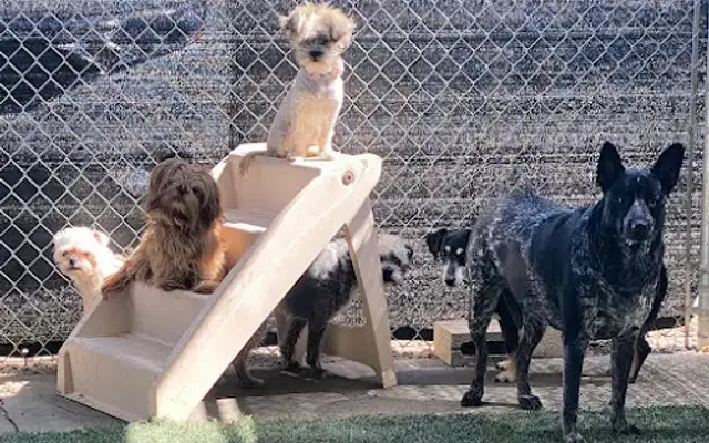 Hoff's Hounds in San Antonio, TX