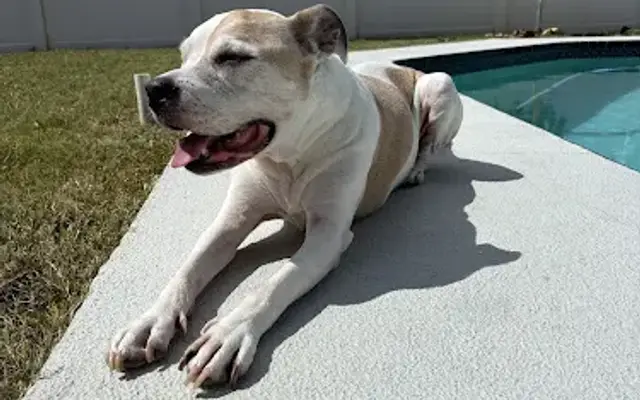 Pawtons Pet Care LLC in Clearwater, FL