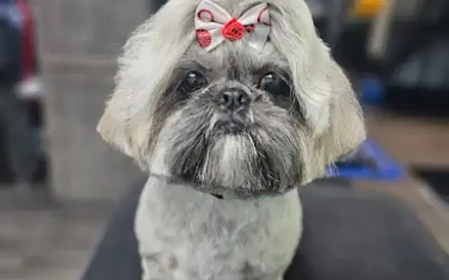 Paradise Pet Salon in Aptos, CA