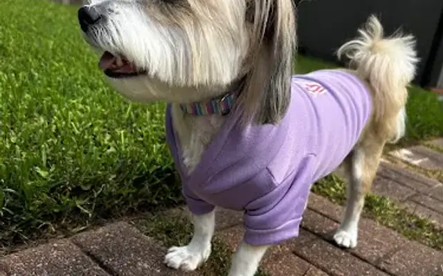 Bubble Mutts Dog Wash in Humble, TX