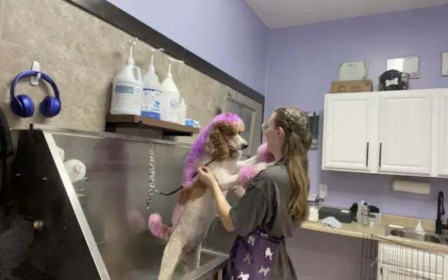 Brittney's Grooming in Howard, OH