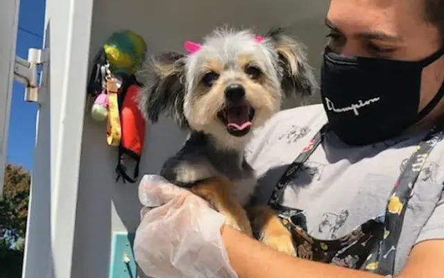 Bowz N Combz Dog Grooming in Corona, CA